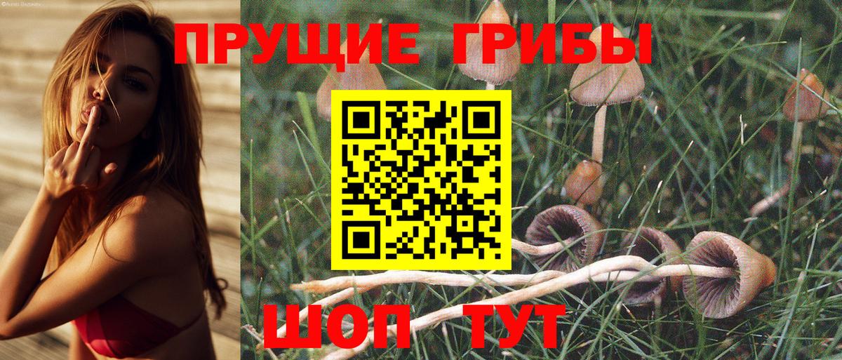 Тамбов  магазин продажи   Галлюциногенные грибы GOLDEN TEACHER  Вход с VPN  Галлюциногенные грибы прущие грибы 